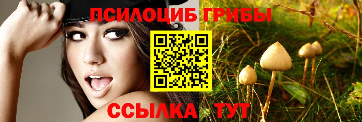 Галлюциногенные грибы Cubensis Полевской